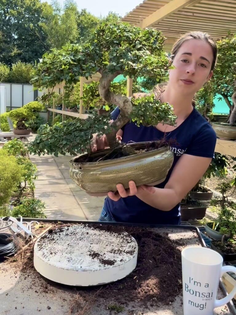 Holly chooses between 4 bonsai pots.