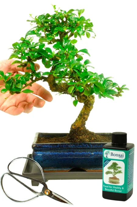 Bonsai Starter Kit – 8 Year Old Flowering Fukien Tea Indoor Set