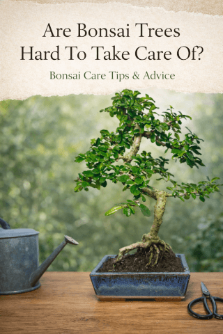 Are bonsai trees hard to take care of?