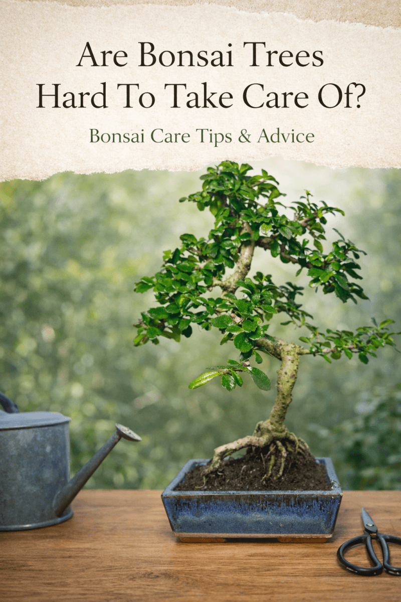 Are Bonsai Trees Hard To Take Care Of? - Bonsai Trees for Sale UK