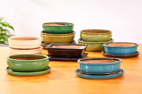 Bonsai Pots: Why Proper Drainage Matters More Than You Think