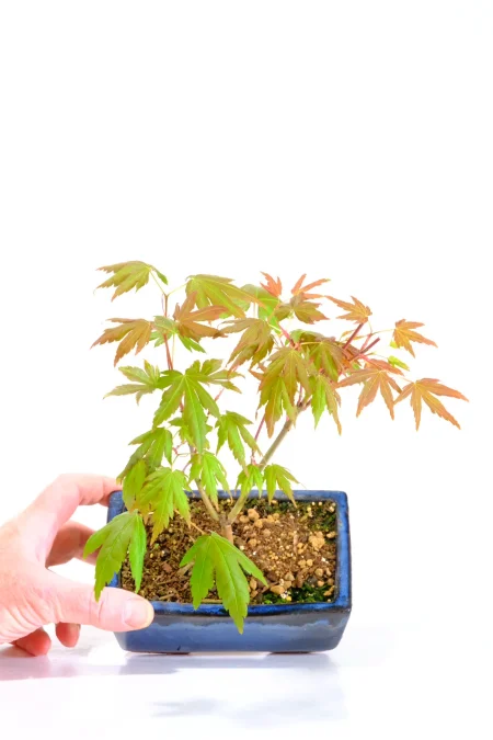 Japanese Maple Starter bonsai tree for sale - acer palmatum Brown Sugar