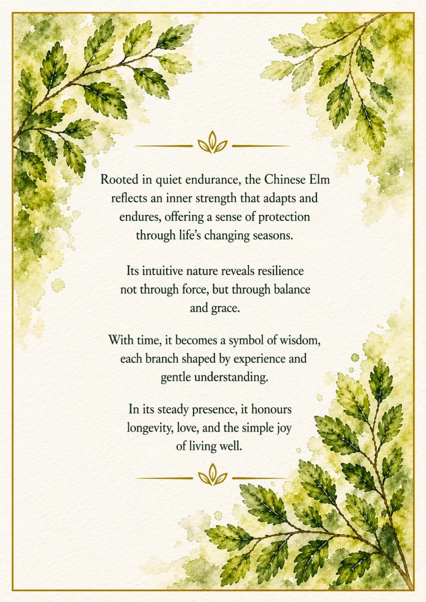 Chinese Elm Bonsai | Inside Bonsai Meanings Card