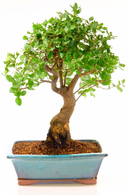 Majestic Cork Bark Oak Bonsai Tree (Quercus suber) | 25-Year-Old Evergreen in Large Teal Pot