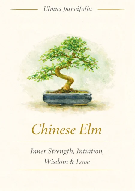 Bonsai Tree Meaning Card - Chinese Elm