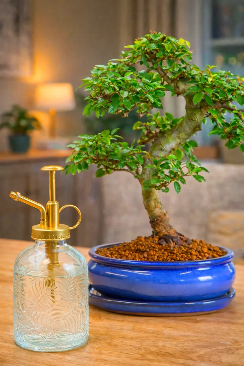 Chinese Elm bonsai tree with glass mister for misting with water.