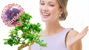 Bonsai Tree Gifts for Women