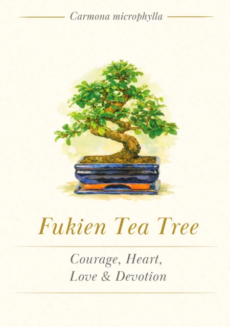 Bonsai Tree Meaning Card - Fukien Tea Tree