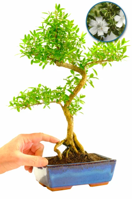 Neagari Serissa Bonsai Tree – 12 Years Old (Serissa foetida) – 40cm Tall