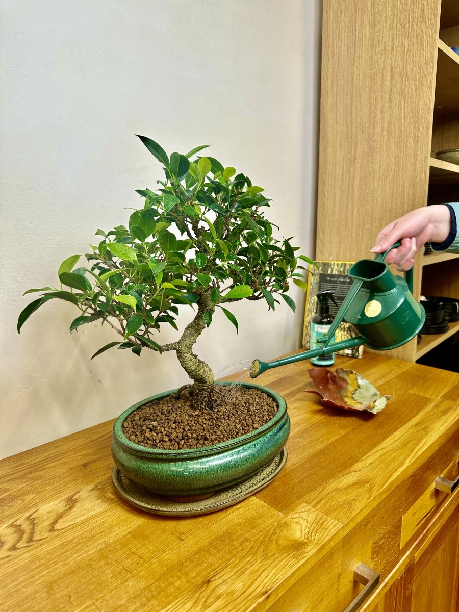 Watering Ficus