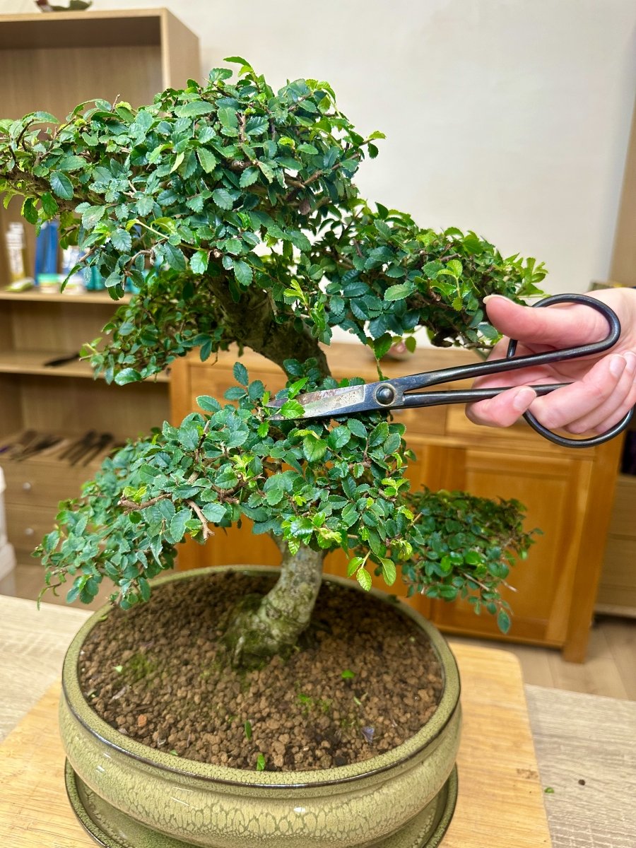 Pruning Chinese Elm