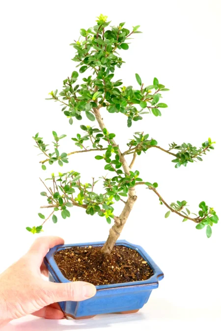 Elegant Japanese Holly Bonsai | Evergreen Hardy Outdoor Variety