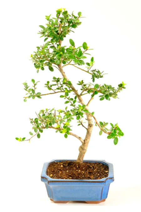 Outdoor Japanese Holly (Ilex crenata) Bonsai