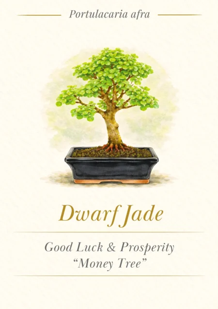 Bonsai Tree Meaning Card - Dwarf Jade