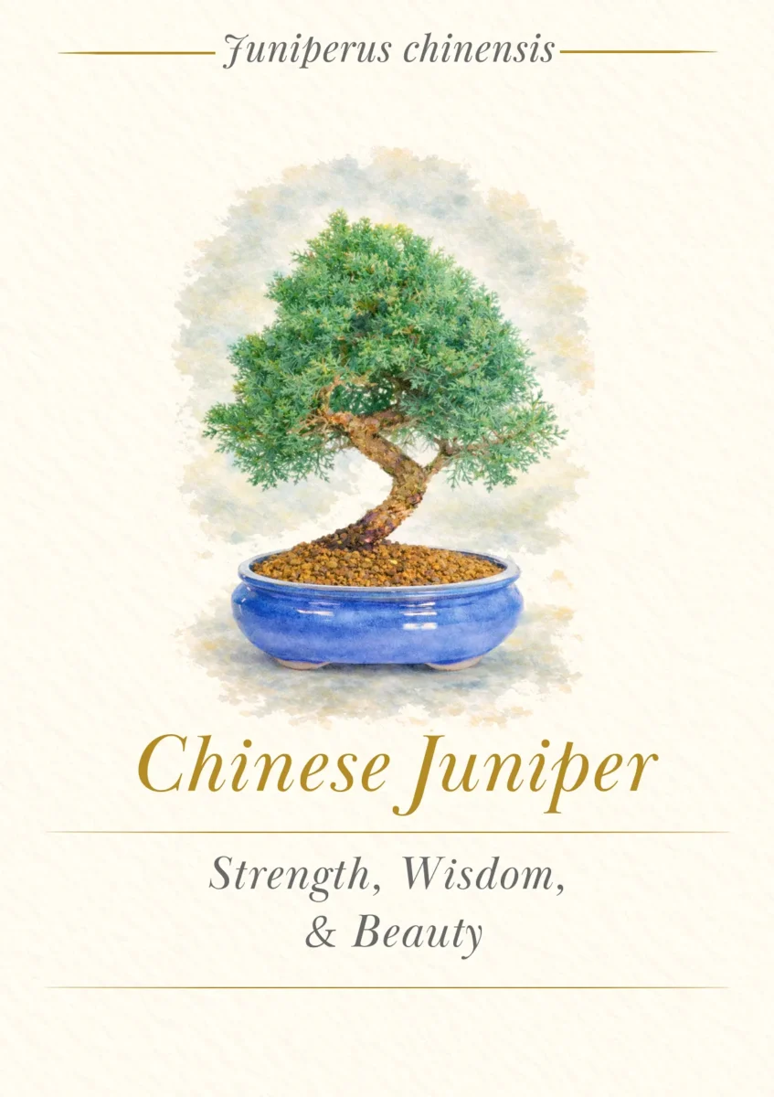 Bonsai Tree Meaning Card - Juniper