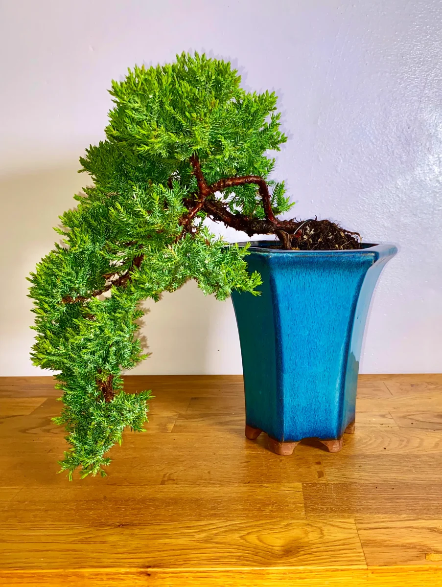 Displaying a Juniper indoors