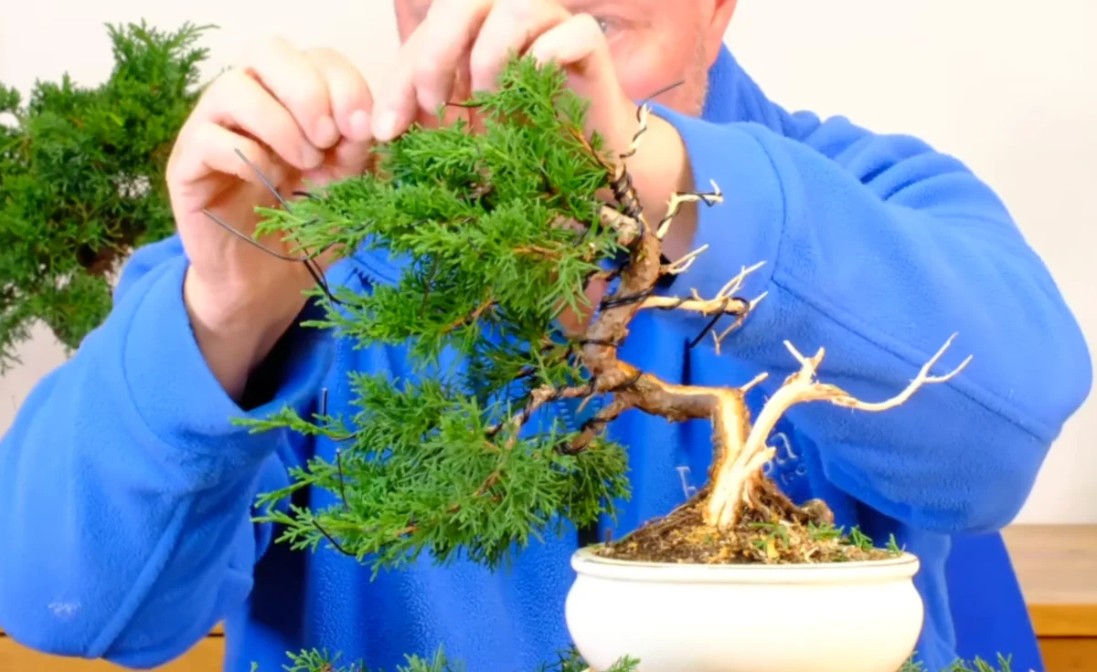 Photograph of Lloyd adding a Jin to this Chinese Juniper Bonsai tree.