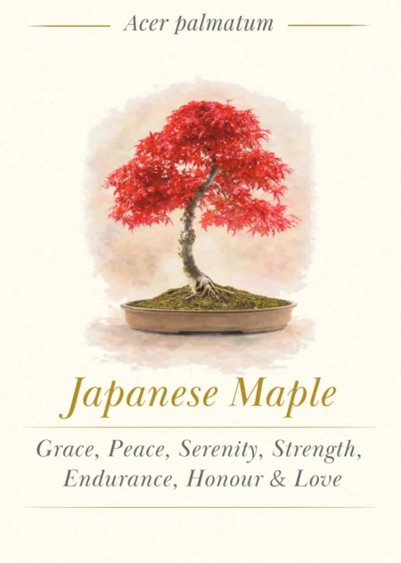 Bonsai Tree Meaning Card - Maple