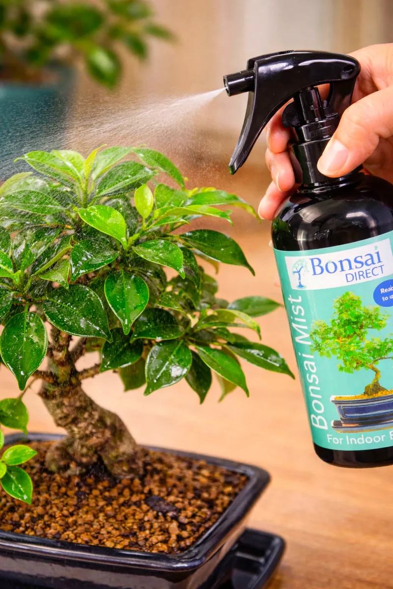Misting Ficus Bonsai Tree
