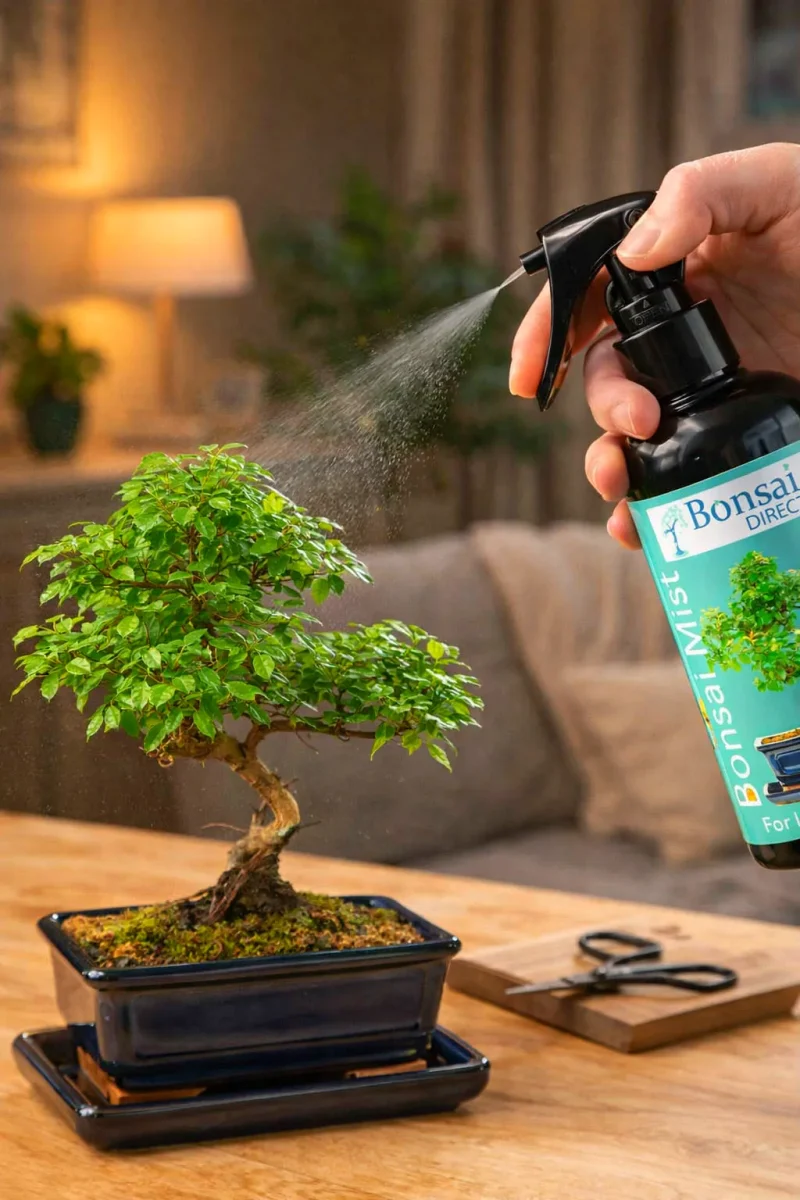 Should I mist my indoor bonsai trees?