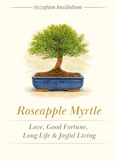 Bonsai Tree Meaning Card - Roseapple / Myrtle