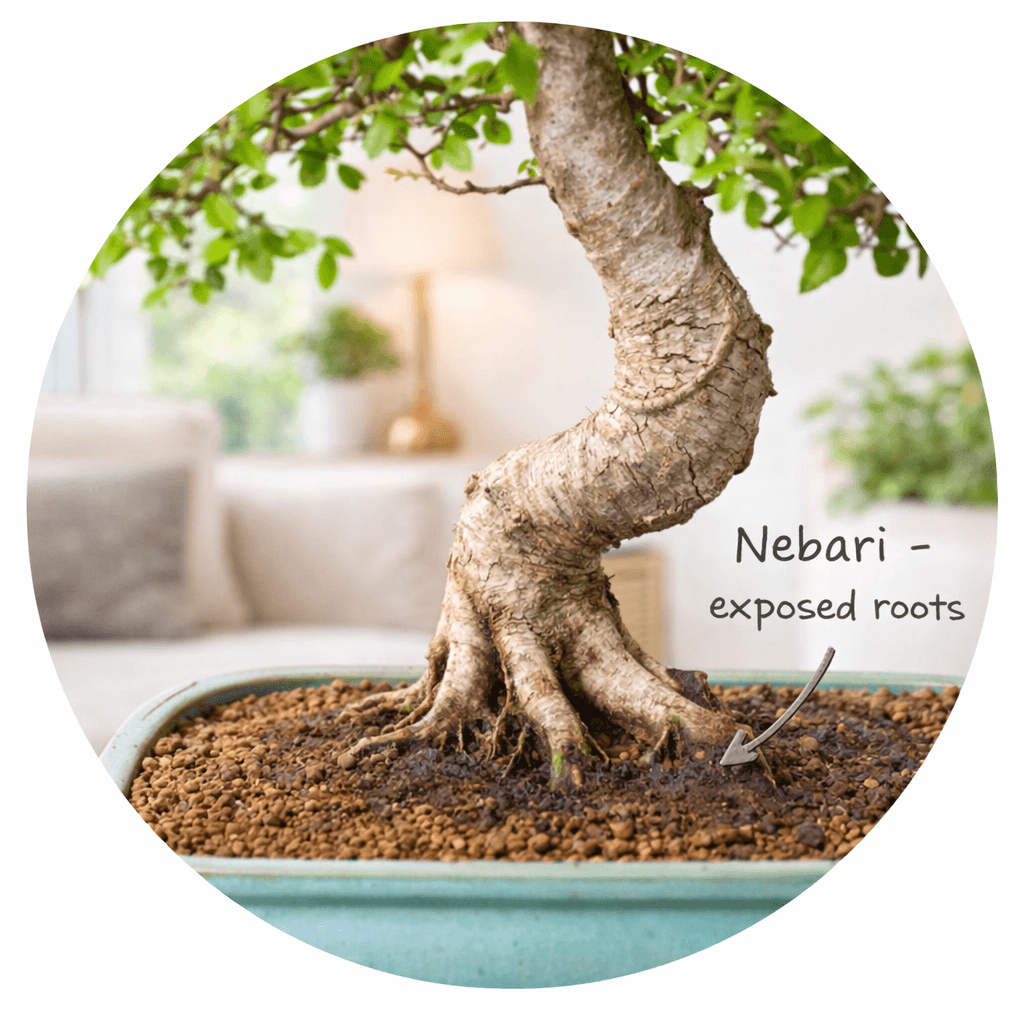 Nebari - The exposed root flare of a bonsai tree adds character to a specimen bonsai