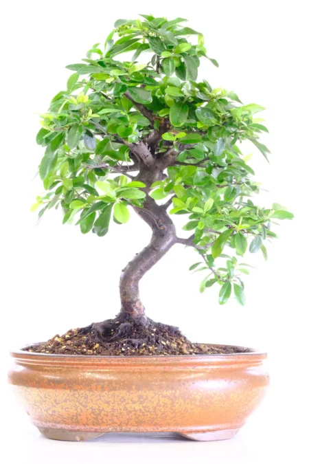 18-Year-Old Flowering Pyracantha Bonsai Tree | Fiery Orange Winter Berries & Stunning Twisty Trunk in Shiny Bronze Pot