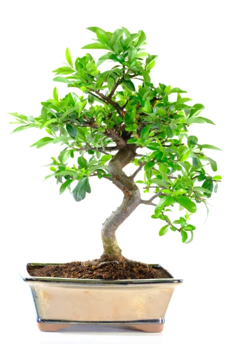 Outdoor Bonsai Tree | Vast Range - Evergreen & Flowering