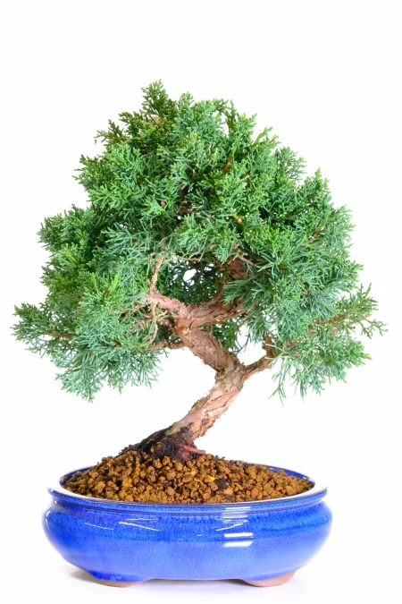 Bonsai Favourite Chinese Juniper Bonsai Tree | Hardy Evergreen Outdoor Bonsai