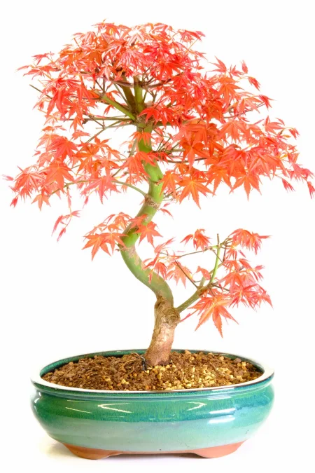 Japanese Red Maple Bonsai Tree (Acer palmatum ‘Deshojo’) – 16 Years Old