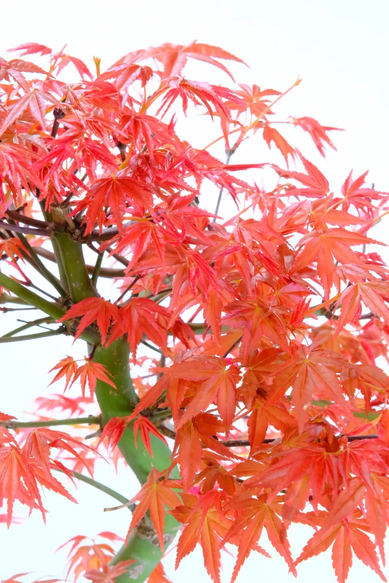 Japanese Red Maple Bonsai (Acer palmatum Deshojo)