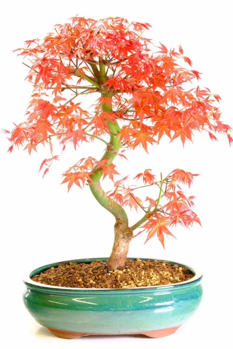 Japanese Red Maple Bonsai Tree (Acer palmatum ‘Deshojo’) – 16 Years Old
