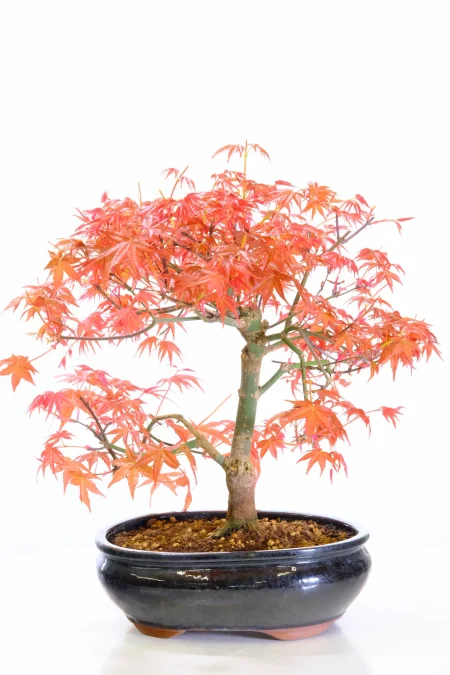 Japanese Red Maple Bonsai Tree (Acer palmatum ‘Deshojo’) – 15 Years Old