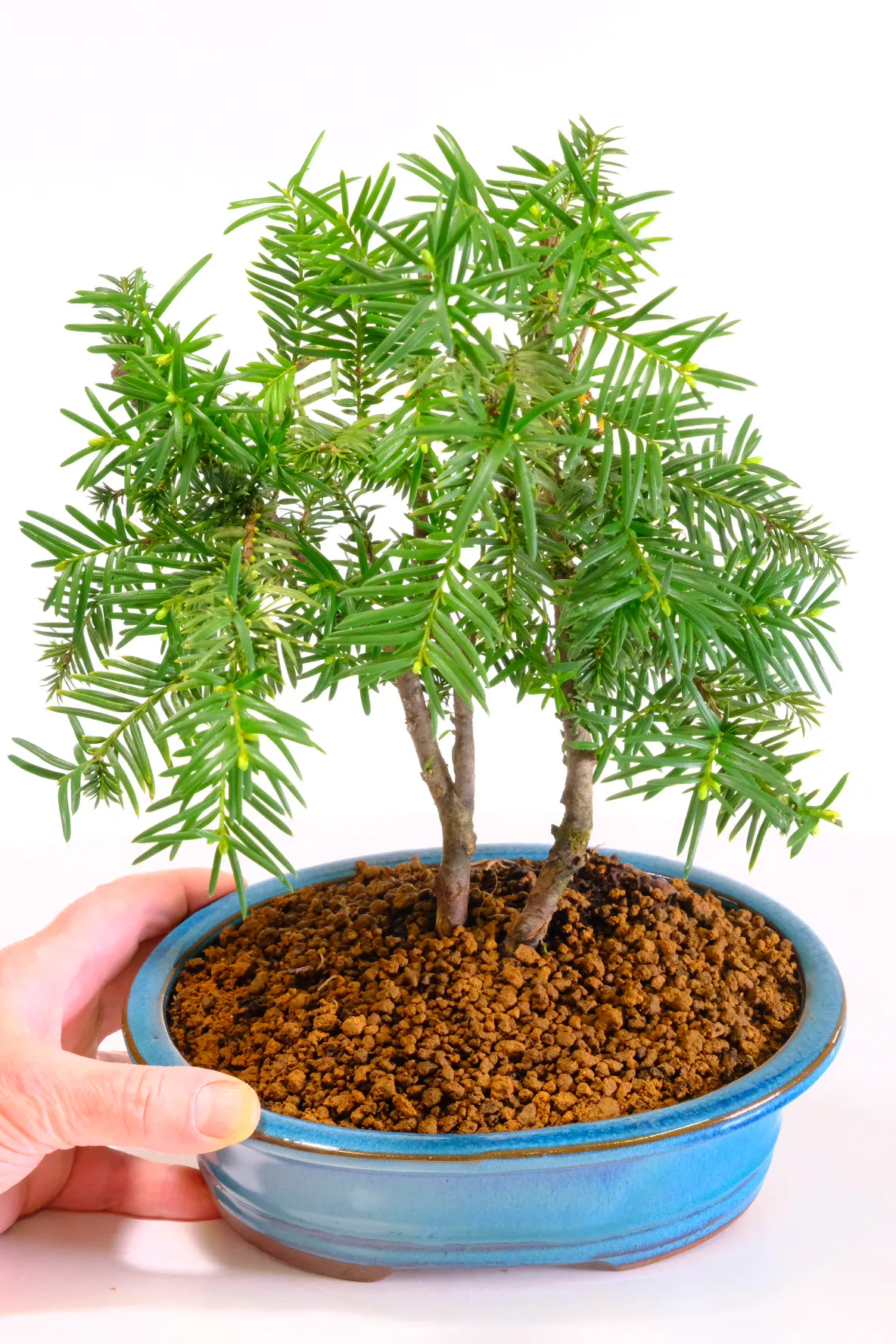 8-Year-Old Twin Yew Bonsai Tree (Taxus)