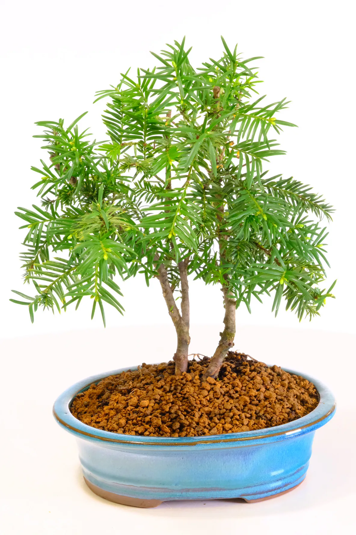 Picturesque Twin Yew Bonsai Tree with Captivating Colours | Hardy & Evergreen