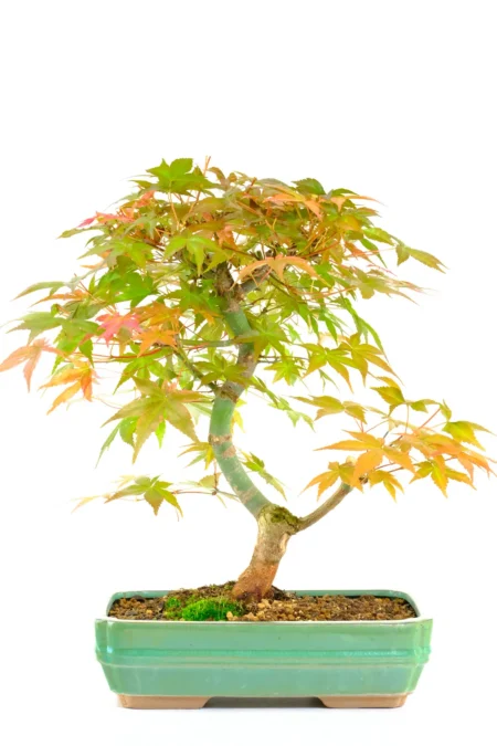 Japanese Red Maple Bonsai Tree – Acer palmatum ‘Deshojo’ (16 Years Old)