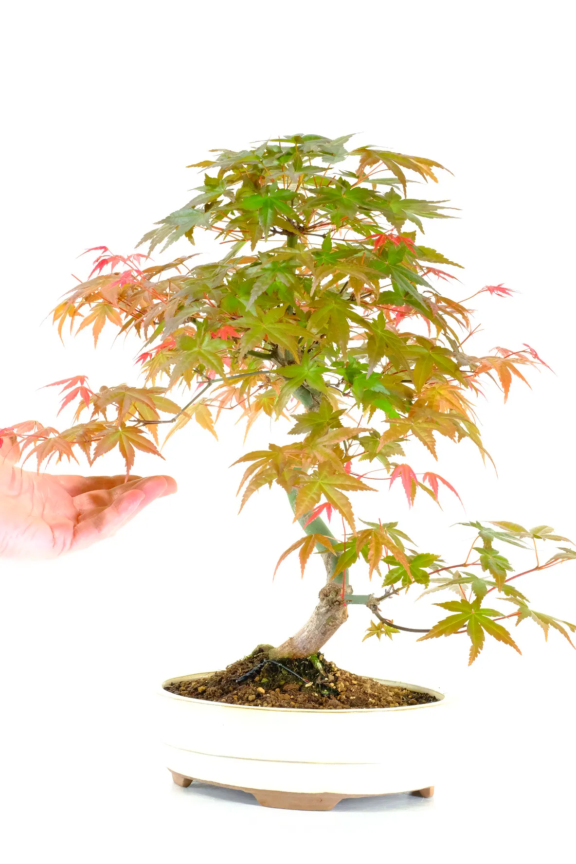 Free fast maple bonsai delivery to most of the UK