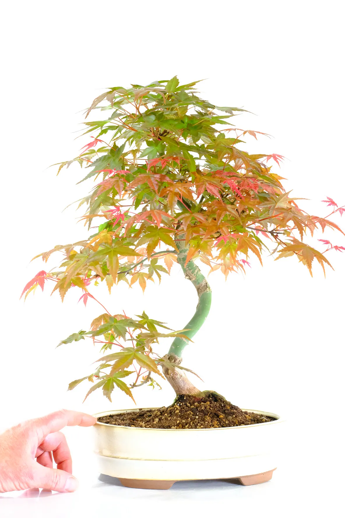 Tall elegant Red Maple bonsai for sale in cream pot