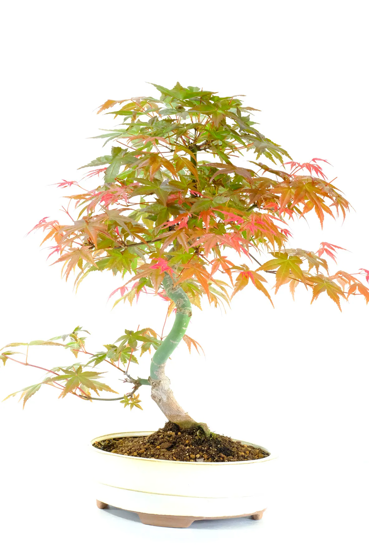 Acer bonsai for sale in new cream bonsai pot