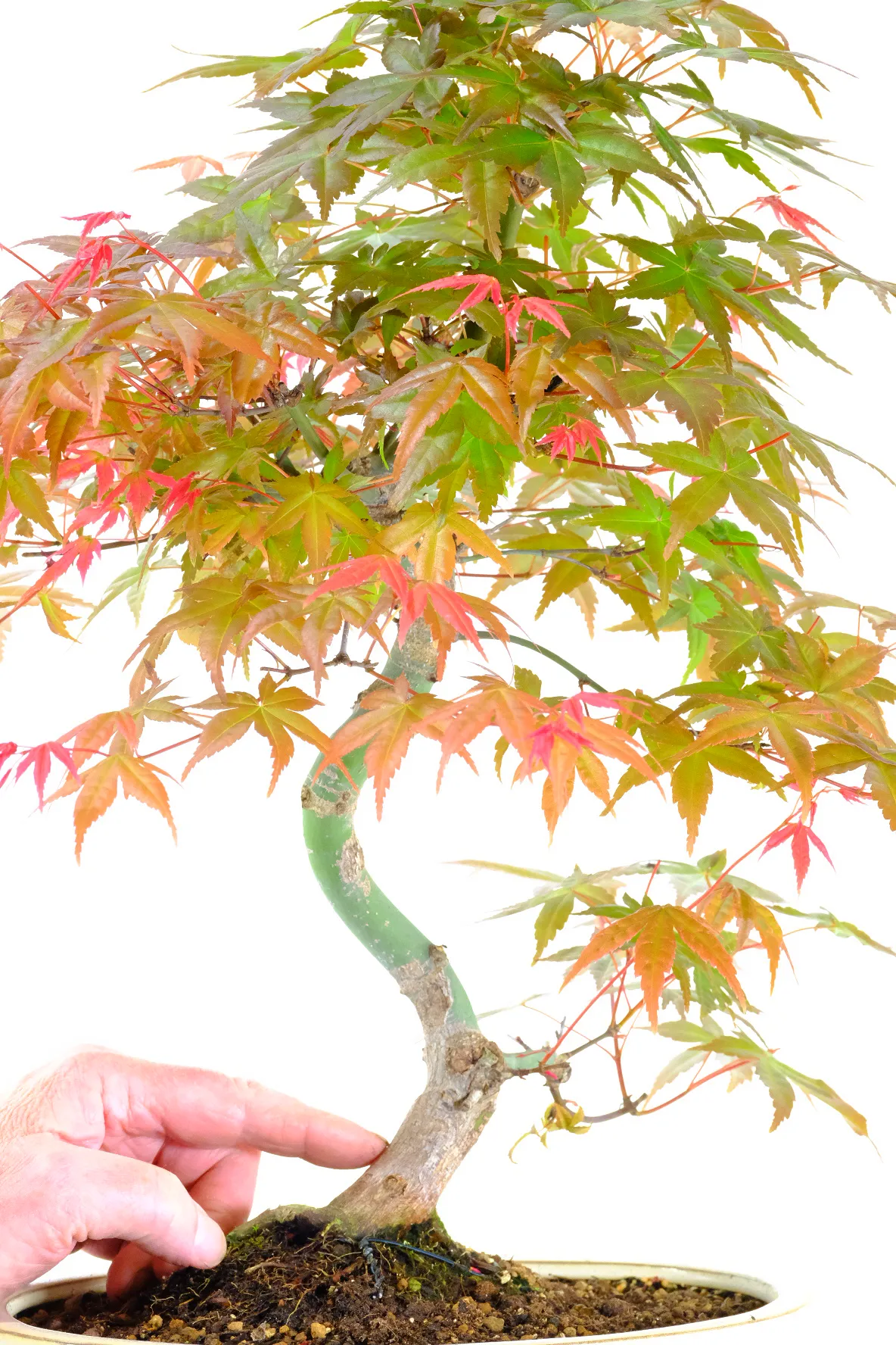 Beautiful colours | Japanese Red Deshojo maple bonsai tree