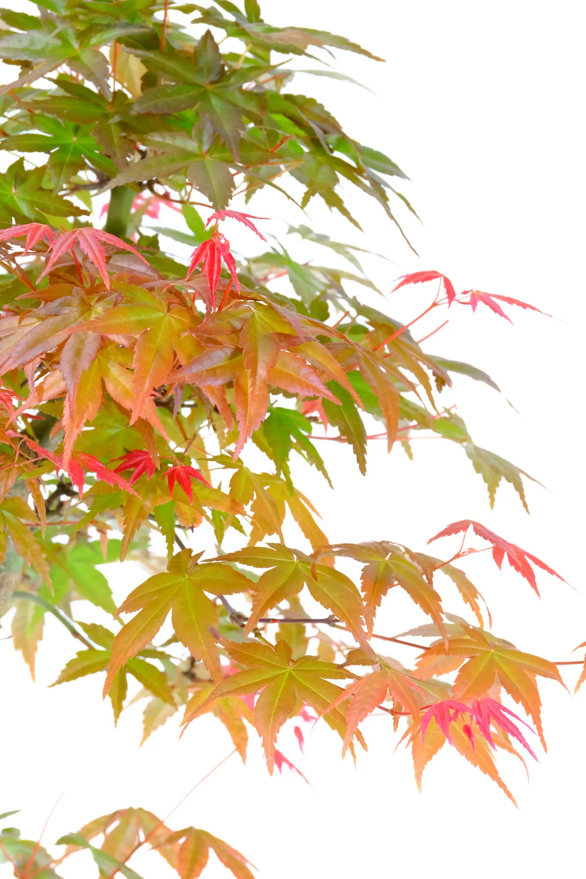 A Mature Bonsai of Grace, Colour and Movement