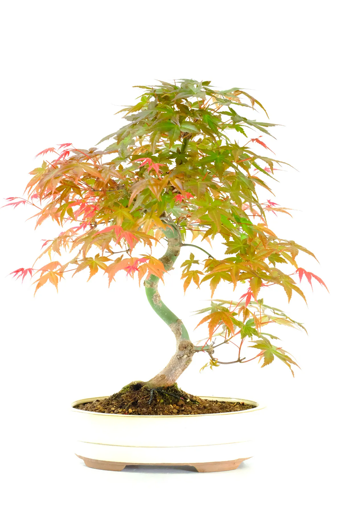 Japanese Red Maple Bonsai Tree – Acer palmatum ‘Deshojo’ (16 Years Old)