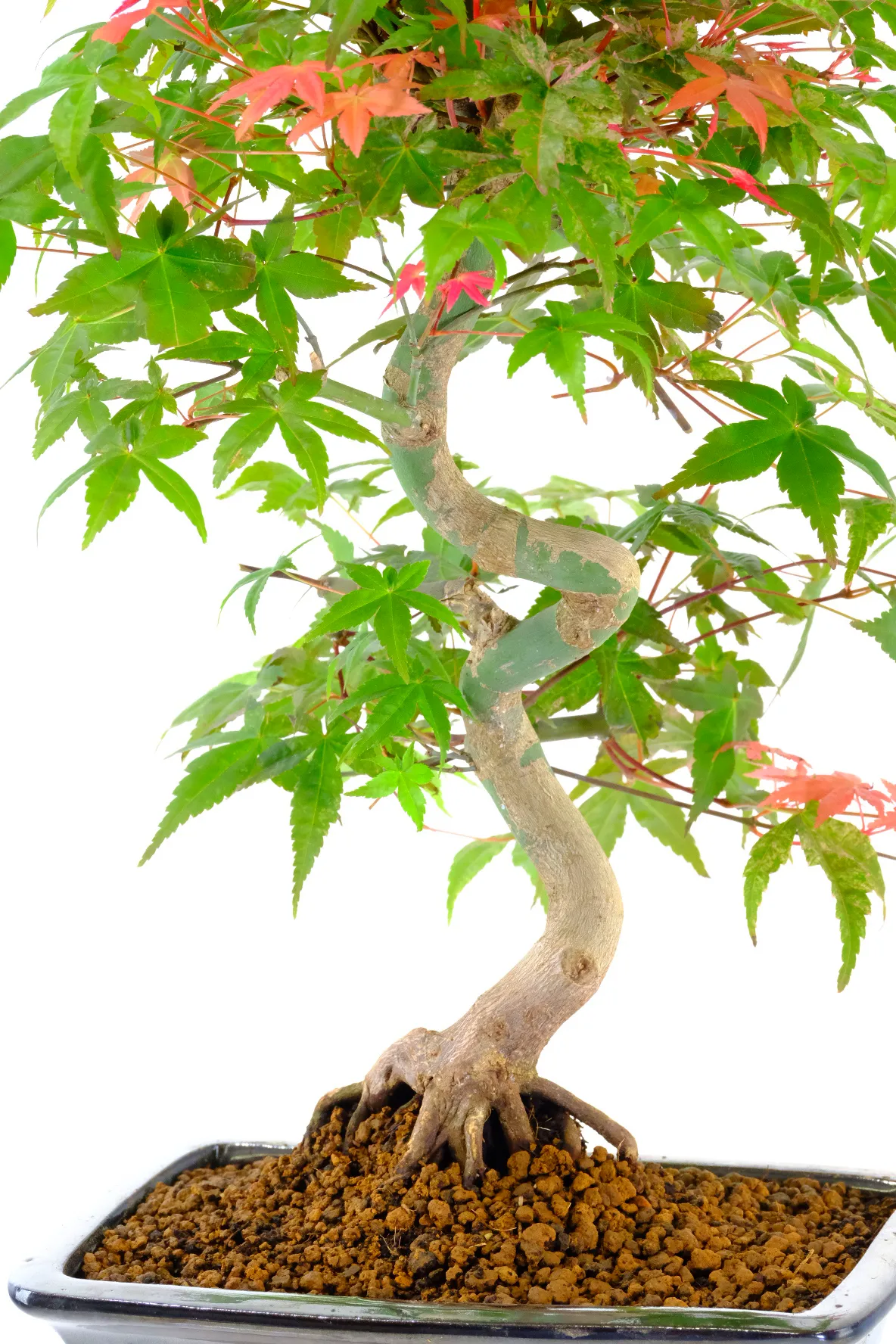 Incredible root flare that appears to grip the soil, adding power, age, and natural character