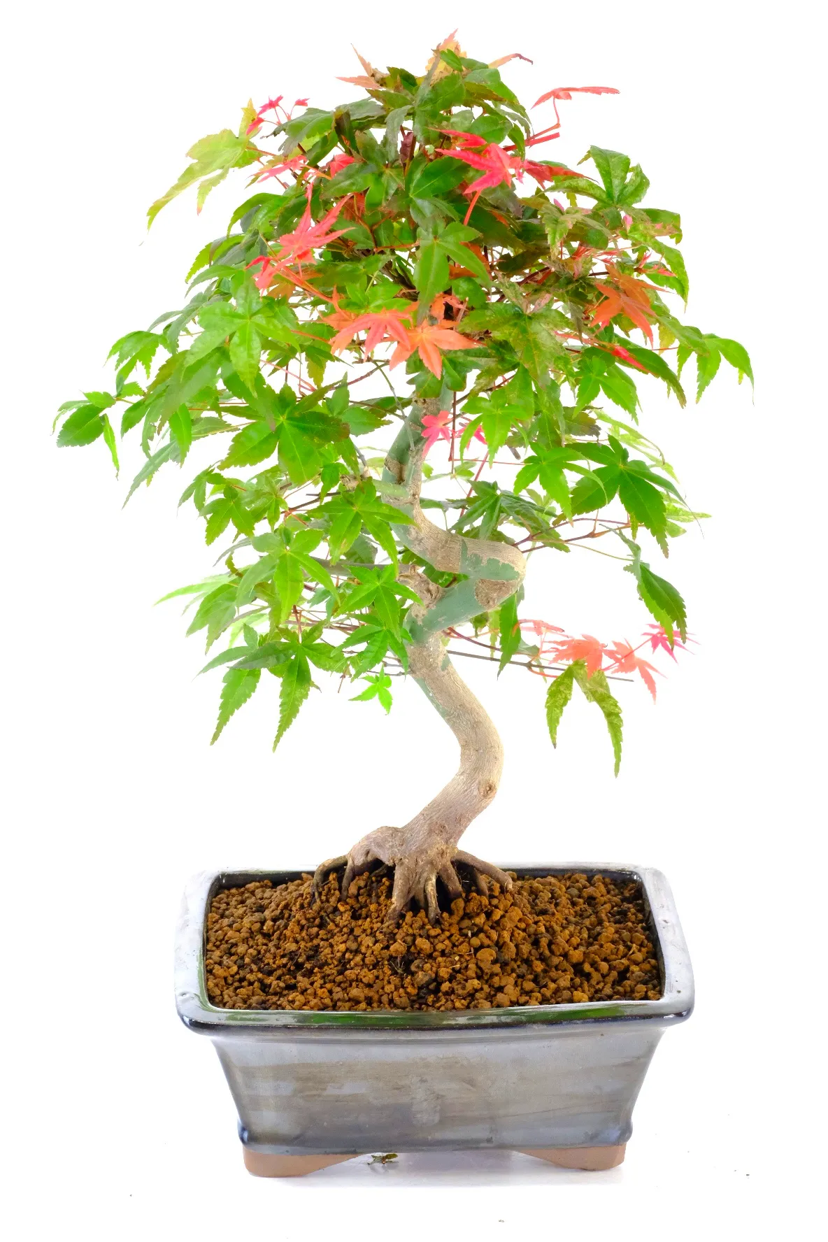You will receive the exact tree, carefully prepared and delivered safely with expert care guidance