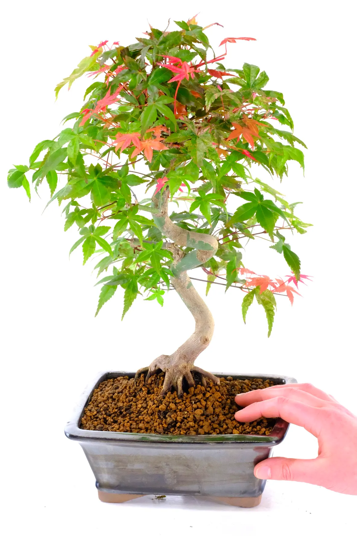Presented in a sleek metallic black ceramic pot that perfectly contrasts and frames the foliage