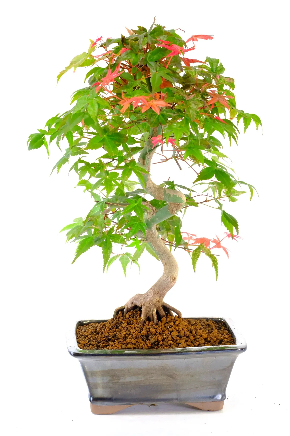 A striking 15-year-old Deshojo maple with elegant trunk movement and a beautifully balanced canopy