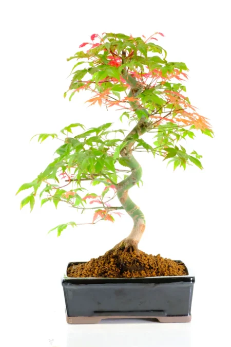A stunning 15-year-old Deshojo maple with elegant trunk movement and a beautifully refined structure
