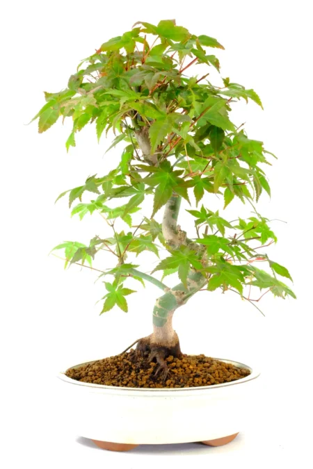 A refined 15-year-old Deshojo maple with elegant serpentine trunk movement and a beautifully balanced canopy