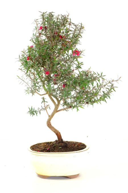 A striking hardy flowering bonsai with elegant serpentine trunk movement and natural character
