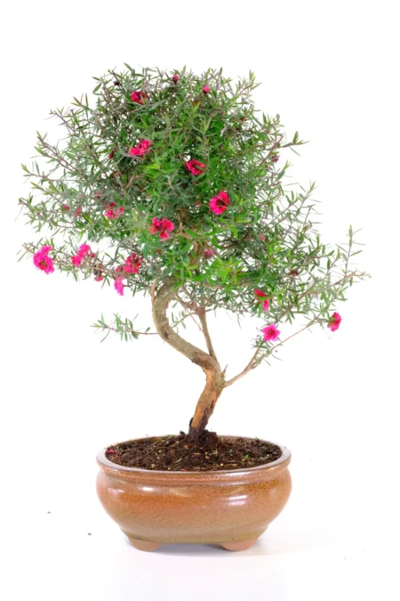 A meaningful bonsai symbolising healing, resilience, and strength, rooted in rich cultural history